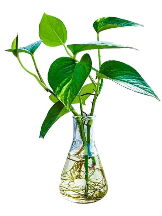 ইনডোর প্ল্যান্ট জার (কাঁচের)